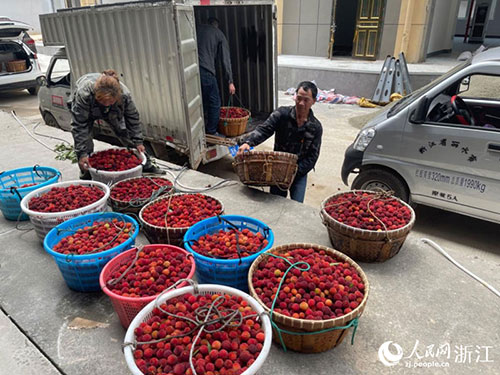 采摘工姚阿麗（左一）爭分奪秒地將一筐筐連夜采摘的楊梅搬下運輸車，送往中央冷庫分揀、包裝。人民網記者 王麗瑋攝